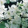 Malus 'David', flowers