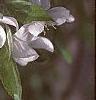 Malus 'Dolgo', flowers