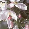 Malus 'Dolgo', flowers