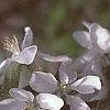 Malus 'Dolgo', flowers