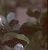 Malus 'Dolgo', flowers