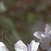 Malus 'Dolgo', flowers