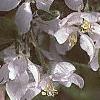 Malus 'Dolgo', flowers