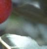 Malus 'Dolgo', fruit