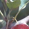 Malus 'Dolgo', fruit
