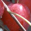 Malus 'Dolgo', fruit