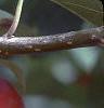 Malus 'Dolgo', fruit