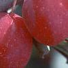 Malus 'Dolgo', fruit
