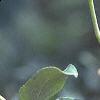 Malus 'Dolgo', fruit