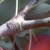 Malus 'Dolgo', fruit