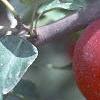 Malus 'Dolgo', fruit
