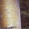 Malus 'Dolgo', bark