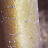 Malus 'Dolgo', bark