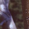 Malus 'Dolgo', bark