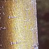Malus 'Dolgo', bark