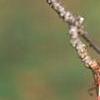 Malus 'Ellen Gerhart', fruit
