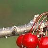 Malus 'Ellen Gerhart', fruit