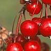 Malus 'Ellen Gerhart', fruit