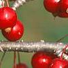 Malus 'Ellen Gerhart', fruit