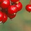 Malus 'Ellen Gerhart', fruit