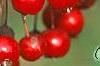 Malus 'Ellen Gerhart', fruit