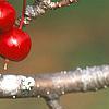 Malus 'Ellen Gerhart', fruit