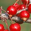 Malus 'Ellen Gerhart', fruit