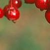 Malus 'Ellen Gerhart', fruit