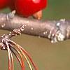 Malus 'Ellen Gerhart', fruit