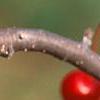 Malus 'Ellen Gerhart', fruit