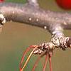 Malus 'Ellen Gerhart', fruit