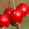 Malus 'Ellen Gerhart', fruit