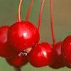Malus 'Ellen Gerhart', fruit
