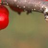 Malus 'Ellen Gerhart', fruit