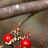 Malus 'Ellen Gerhart', fruit