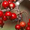 Malus 'Ellen Gerhart', fruit