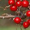Malus 'Ellen Gerhart', fruit