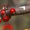 Malus 'Ellen Gerhart', fruit