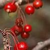 Malus 'Ellen Gerhart', fruit