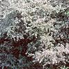 Malus floribunda, habit