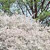 Malus floribunda, habit