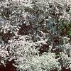 Malus floribunda, habit