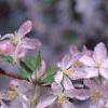 Malus floribunda, flowers