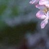 Malus floribunda, flowers