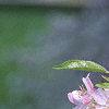 Malus floribunda, flowers