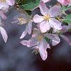 Malus floribunda, flowers
