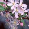 Malus floribunda, flowers