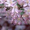 Malus floribunda, flowers