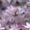Malus floribunda, flowers