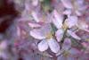 Malus floribunda, flowers
